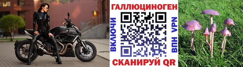 хочу   Кольчугино  Псилоцибиновые грибы Psilocybe 